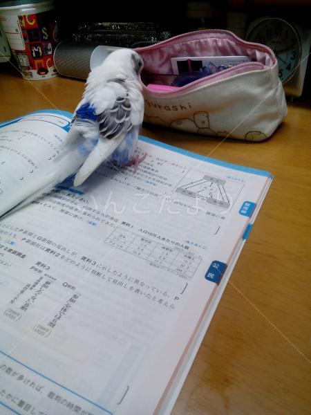 迷い鳥の写真