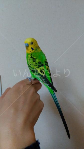 迷い鳥の写真
