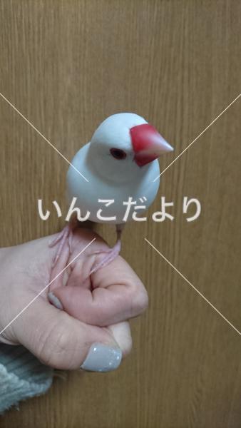 迷い鳥の写真