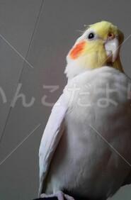迷い鳥の写真