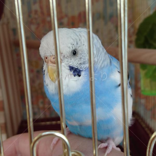 保護鳥の写真