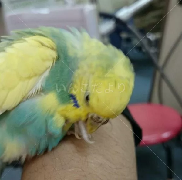 保護鳥の写真