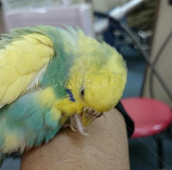 保護鳥の写真