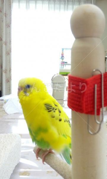 迷い鳥の写真