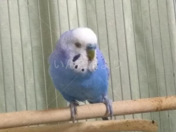 保護鳥の写真