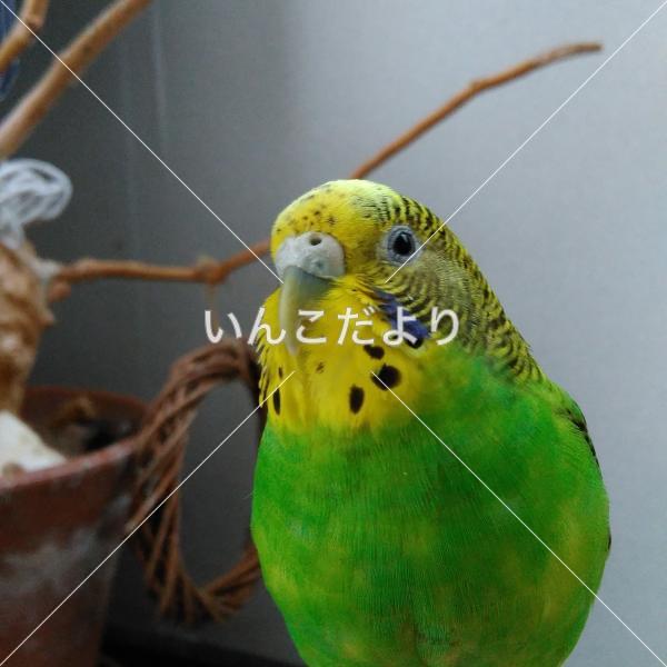 迷い鳥の写真