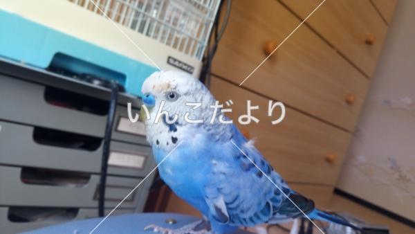 迷い鳥の写真