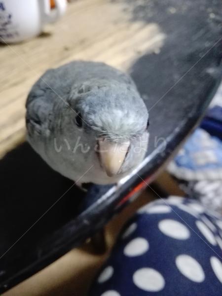 迷い鳥の写真