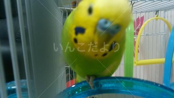 迷い鳥の写真
