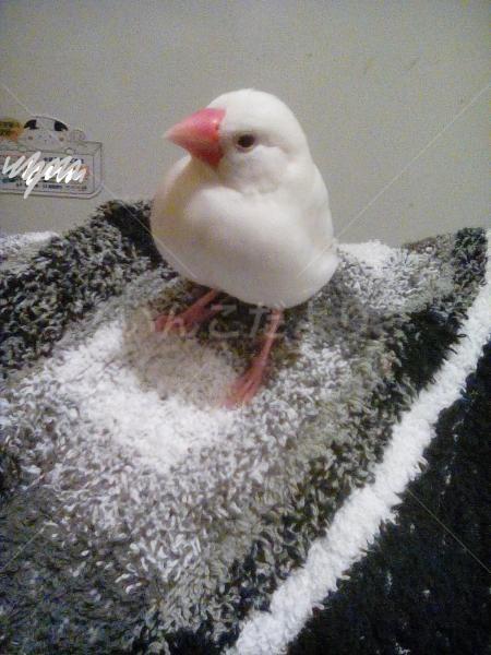 迷い鳥の写真