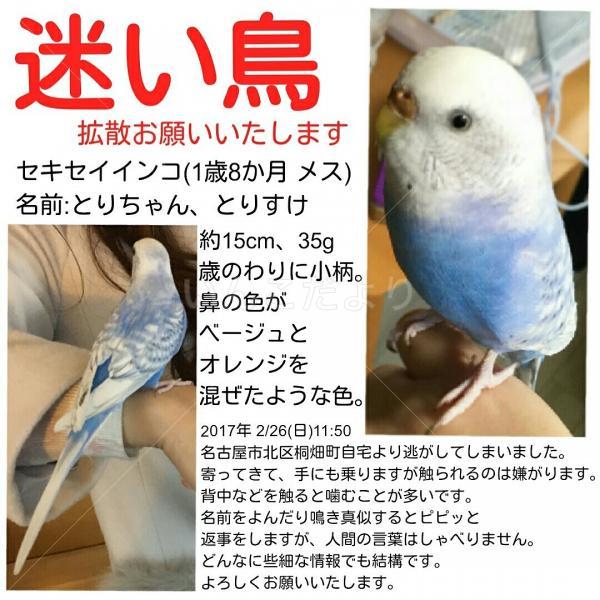 迷い鳥の写真