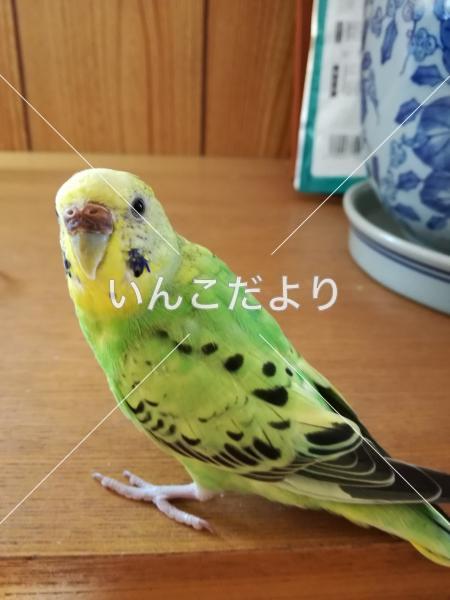 迷い鳥の写真
