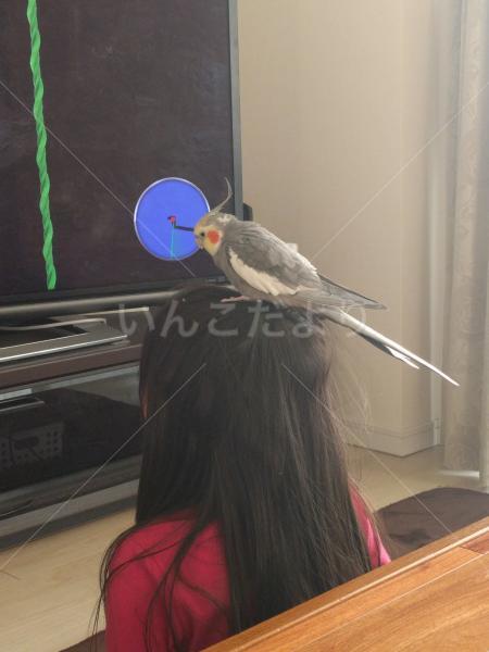 迷い鳥の写真