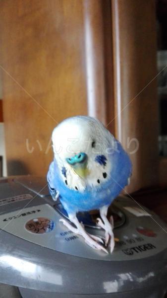 迷い鳥の写真
