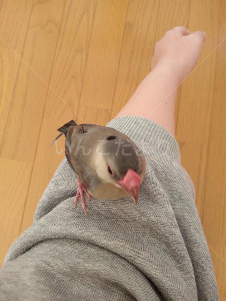 迷い鳥の写真