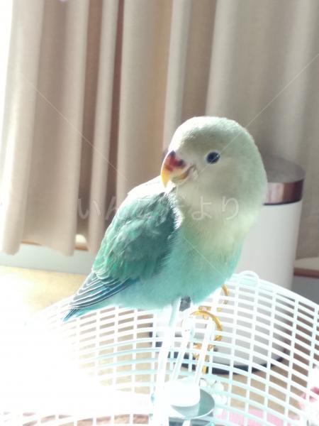 迷い鳥の写真