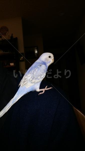 迷い鳥の写真