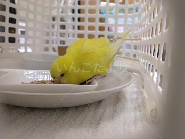 保護鳥の写真