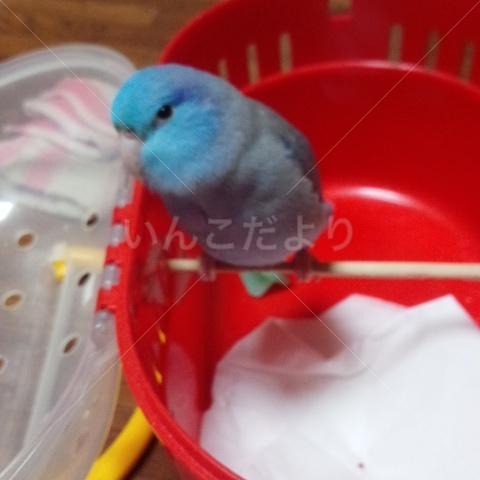 迷い鳥の写真