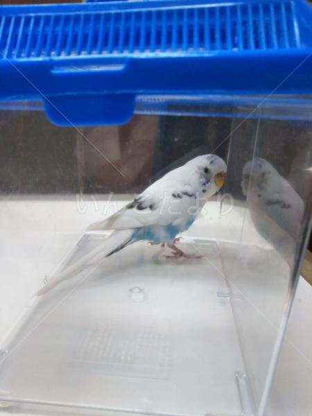 保護鳥の写真