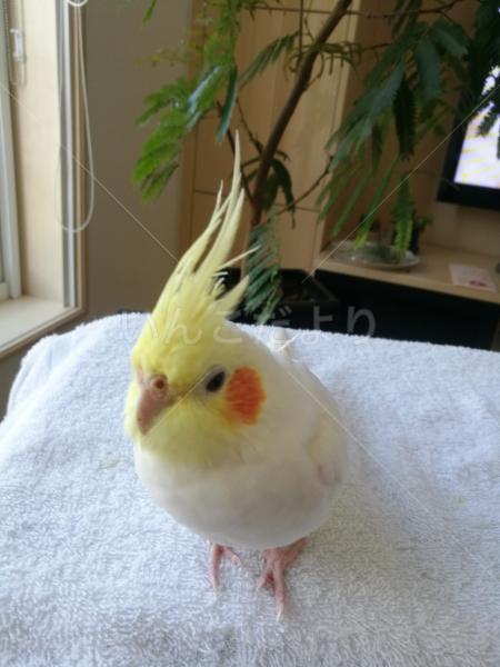 迷い鳥の写真