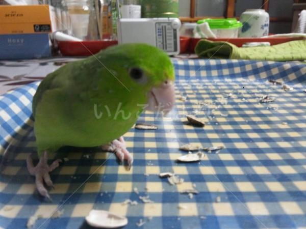 迷い鳥の写真