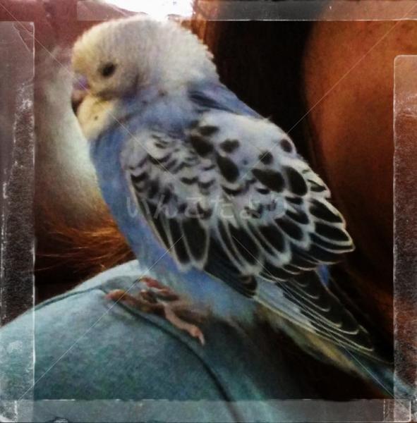 保護鳥の写真