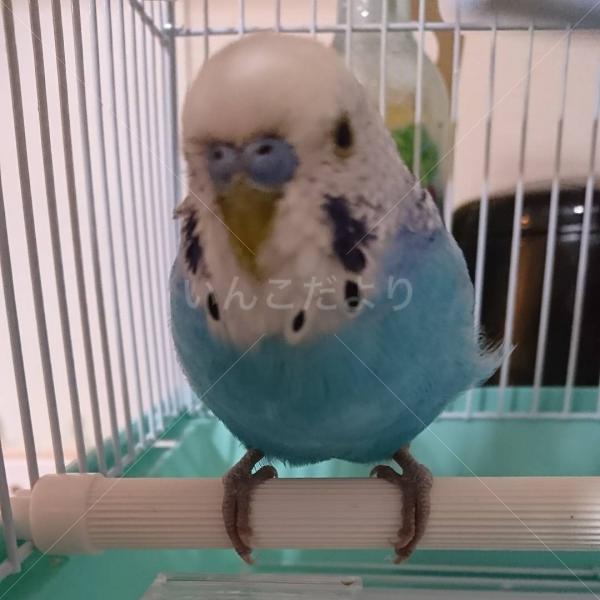 保護鳥の写真