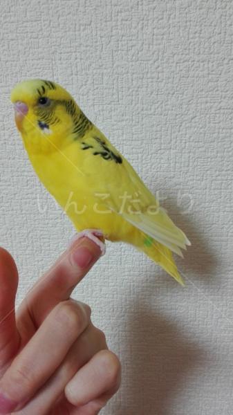 迷い鳥の写真