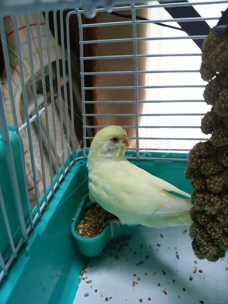 保護鳥の写真