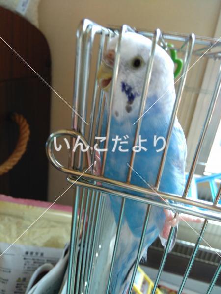 迷い鳥の写真