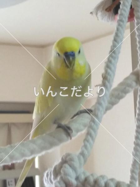 迷い鳥の写真