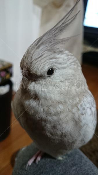 迷い鳥の写真
