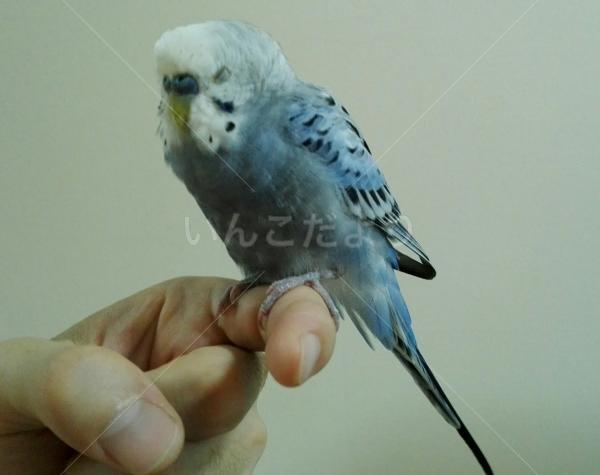 保護鳥の写真