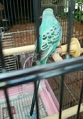 保護鳥の写真