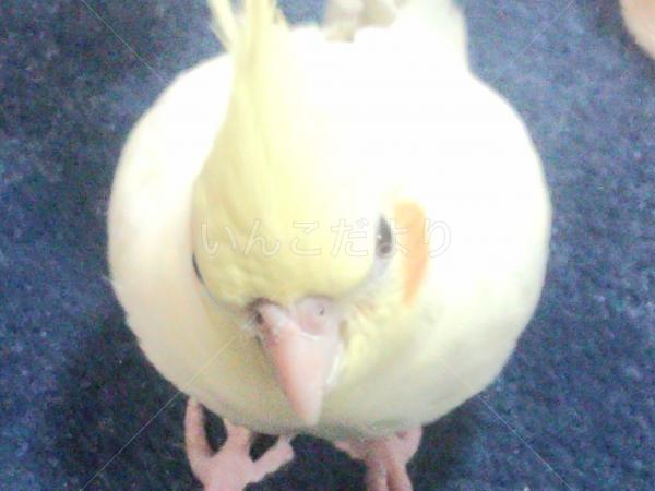 迷い鳥の写真