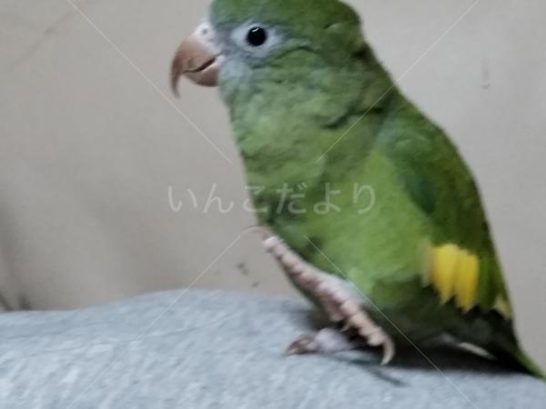 迷い鳥の写真