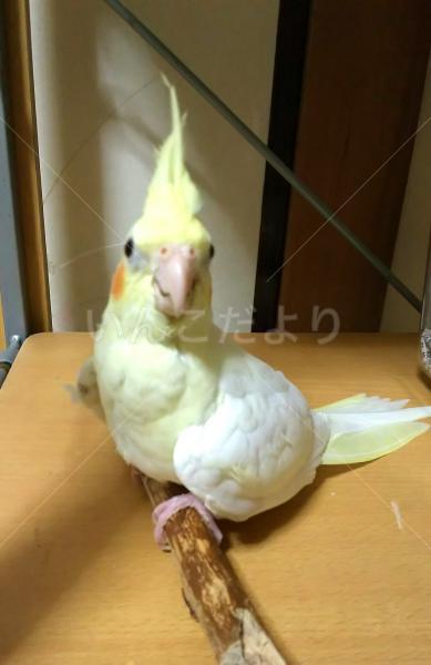 迷い鳥の写真