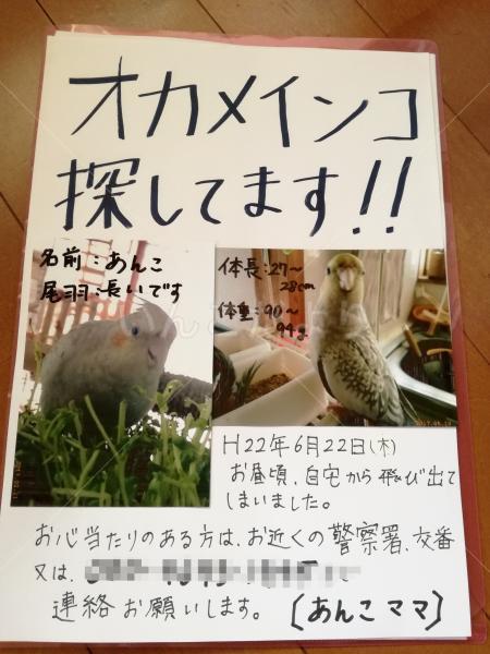 迷い鳥の写真