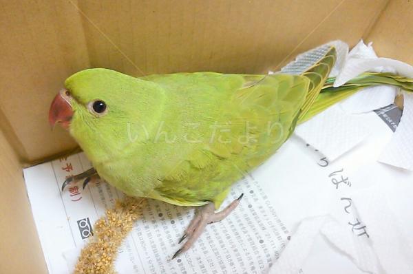 保護鳥の写真