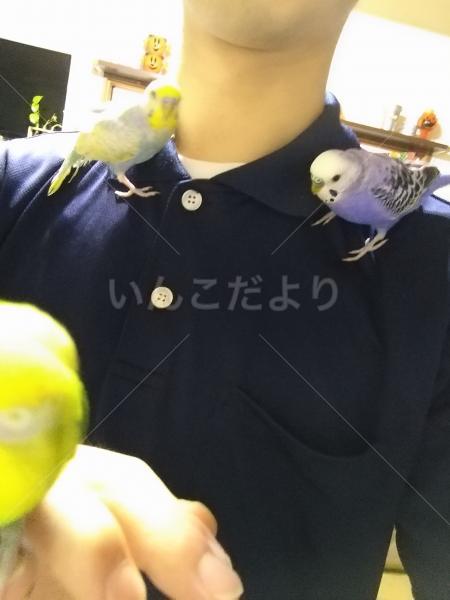 迷い鳥の写真