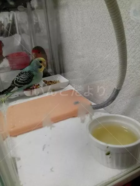 保護鳥の写真