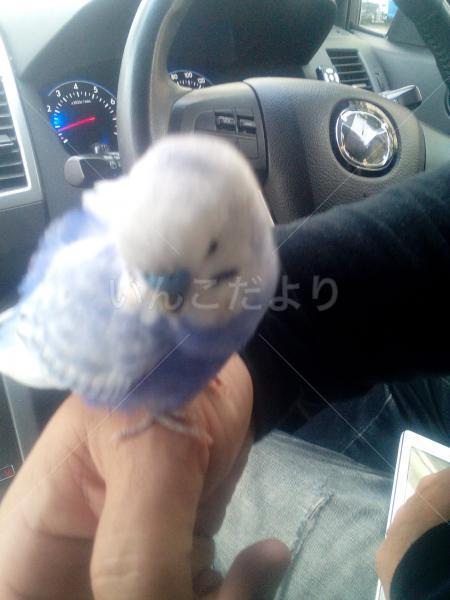 保護鳥の写真