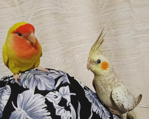 迷い鳥の写真