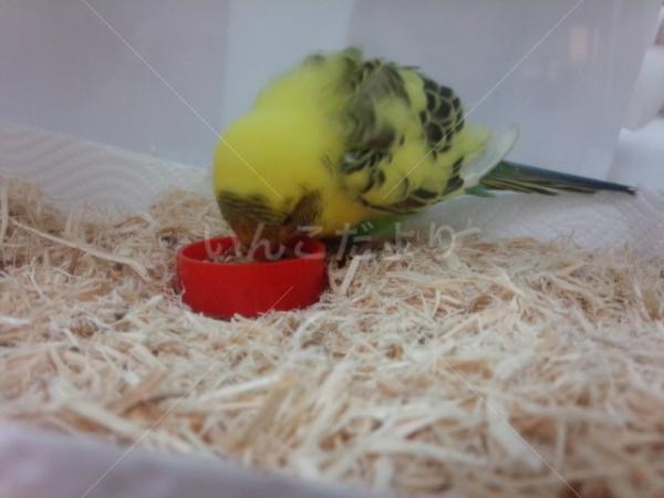 保護鳥の写真