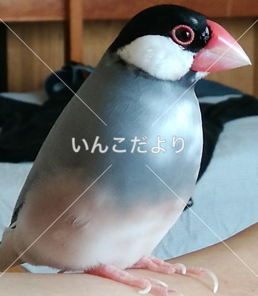迷い鳥の写真