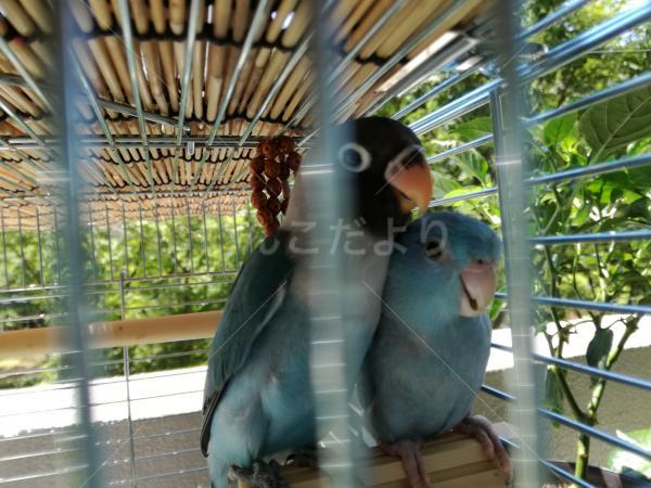 迷い鳥の写真
