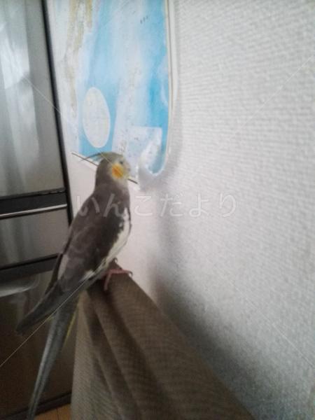 迷い鳥の写真