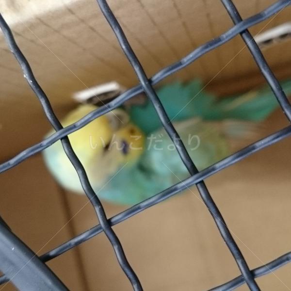 保護鳥の写真