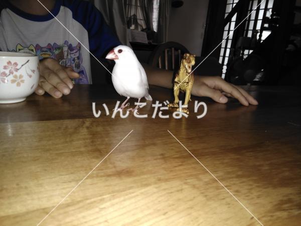 迷い鳥の写真